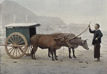 Annamitisches Gespann